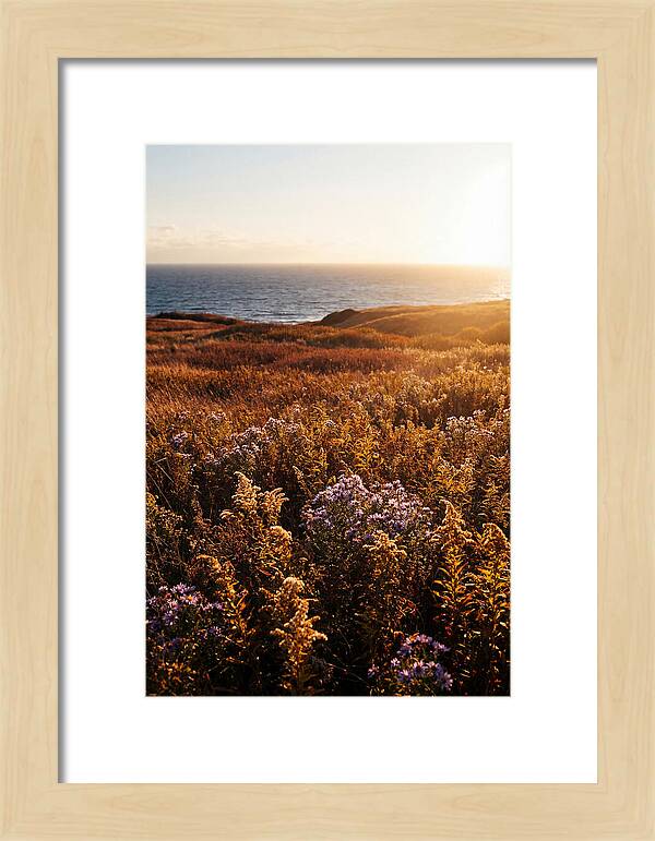 Coastal Meadow Serenity