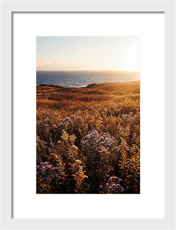 Coastal Meadow Serenity