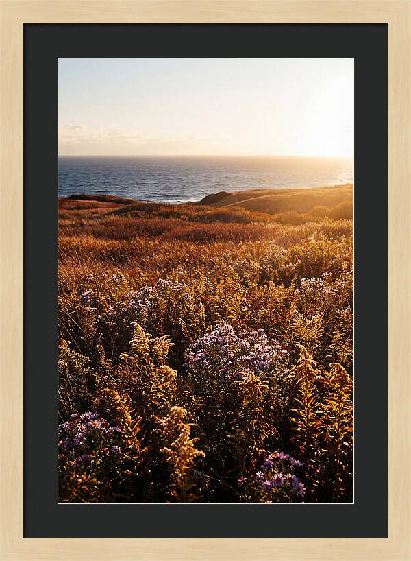 Coastal Meadow Serenity