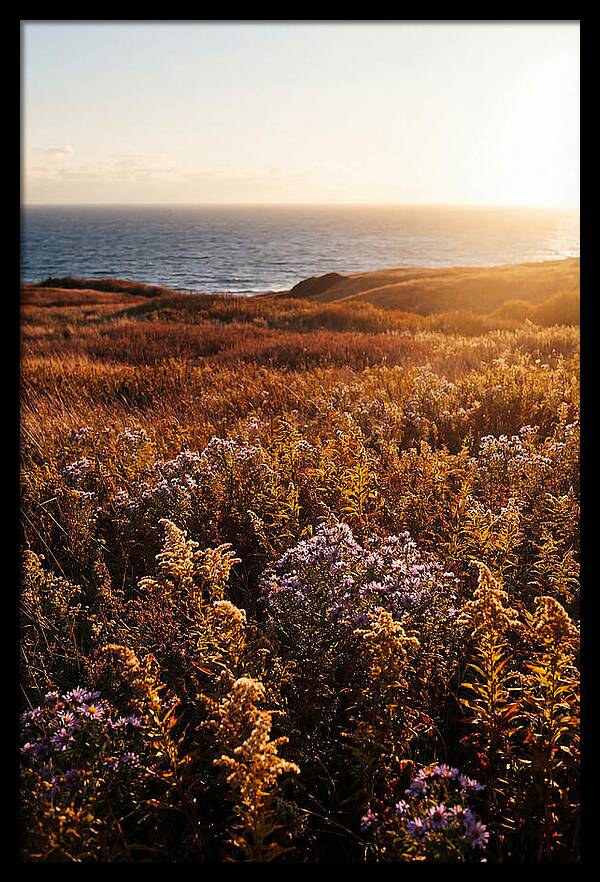 Coastal Meadow Serenity