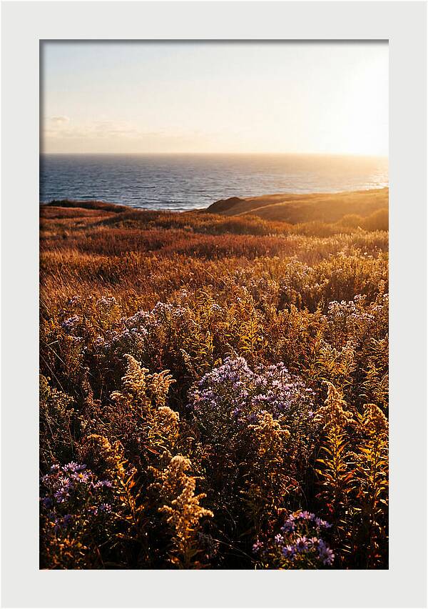 Coastal Meadow Serenity