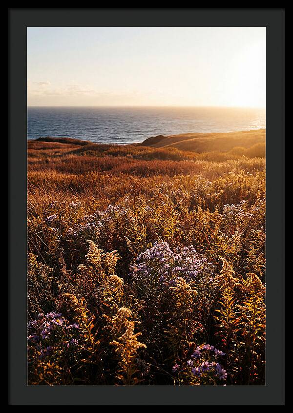 Coastal Meadow Serenity