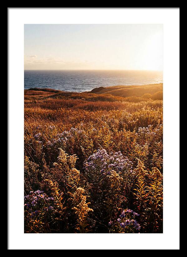 Coastal Meadow Serenity