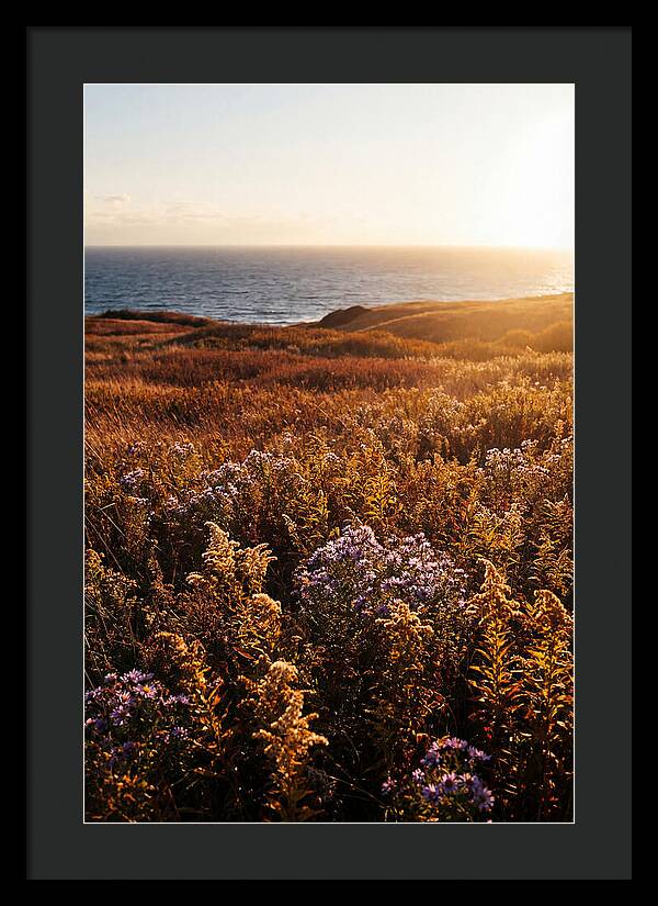 Coastal Meadow Serenity