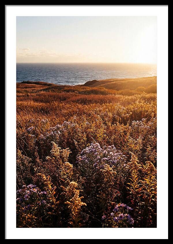Coastal Meadow Serenity