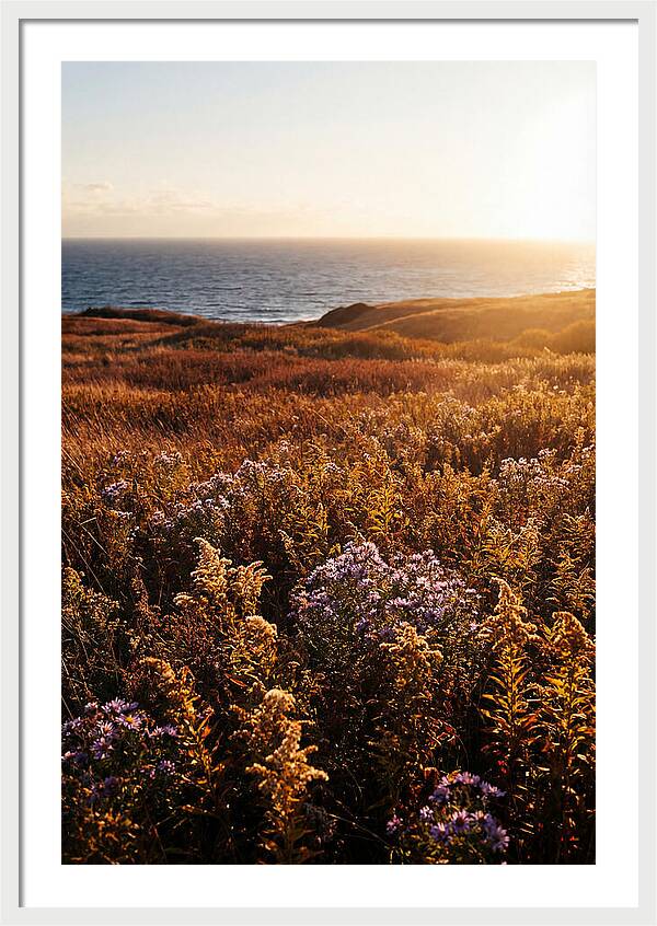 Coastal Meadow Serenity