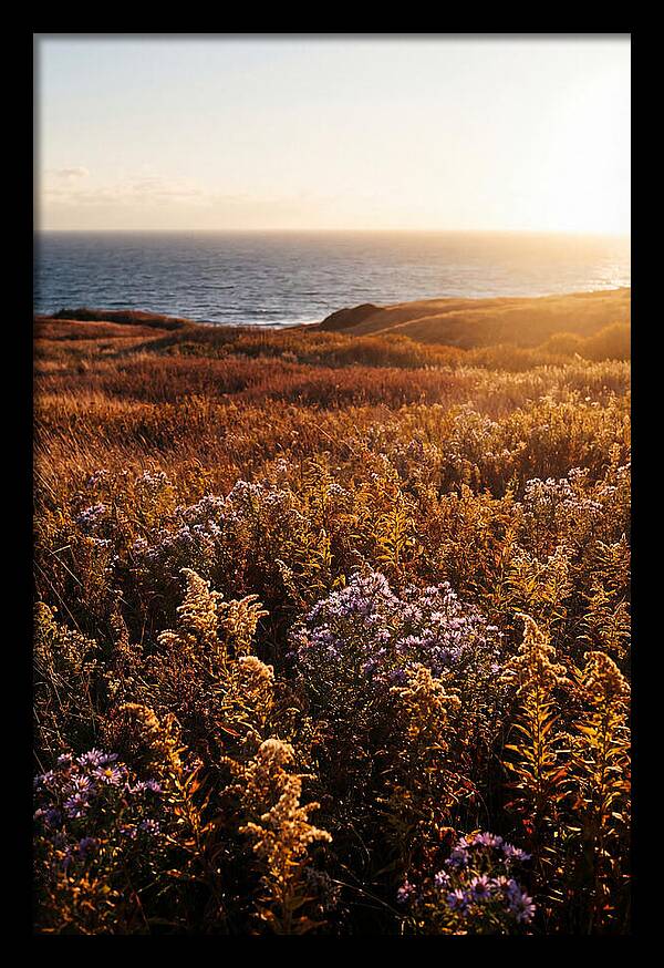 Coastal Meadow Serenity