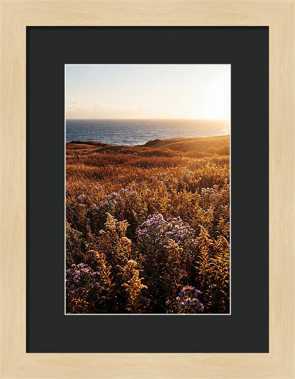 Coastal Meadow Serenity