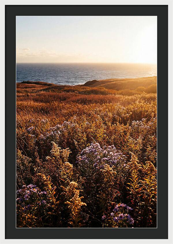 Coastal Meadow Serenity