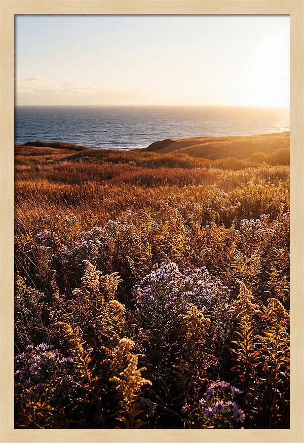 Coastal Meadow Serenity
