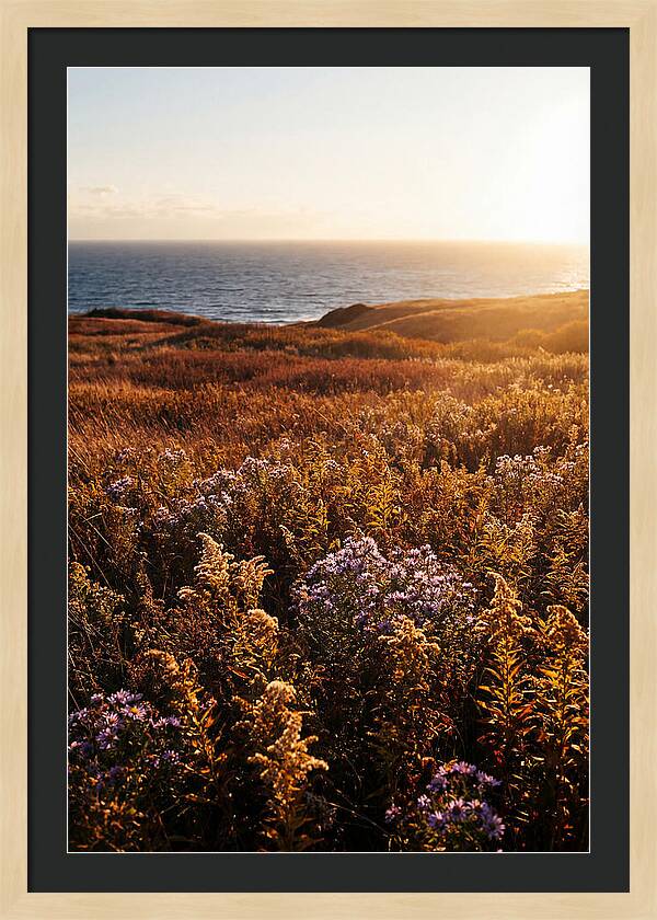 Coastal Meadow Serenity