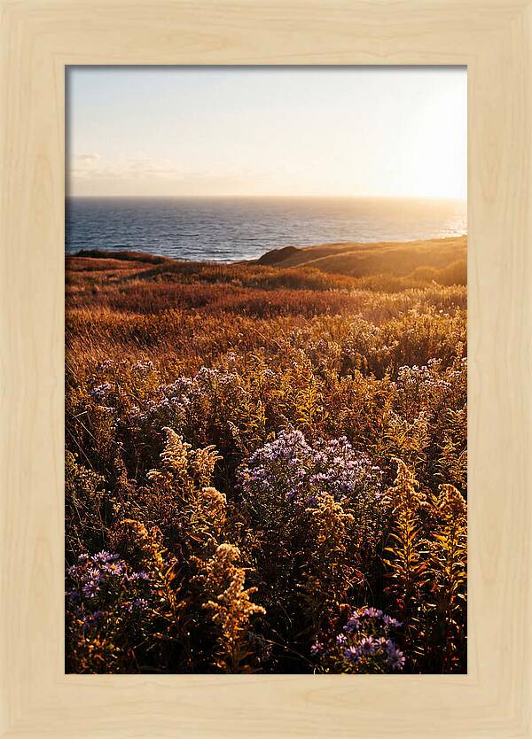 Coastal Meadow Serenity