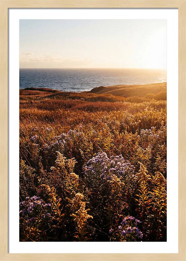 Coastal Meadow Serenity