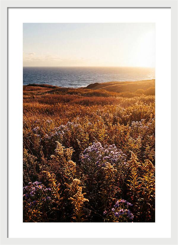 Coastal Meadow Serenity