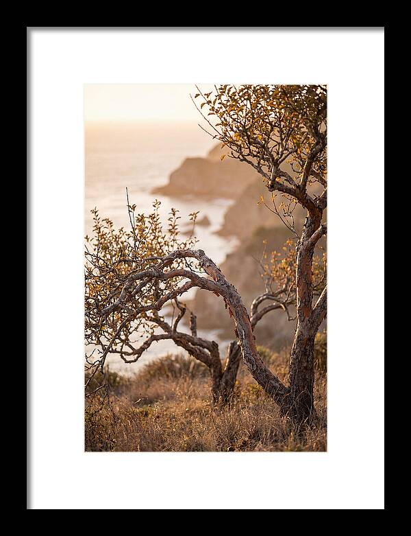 Coastal Orchard Serenity