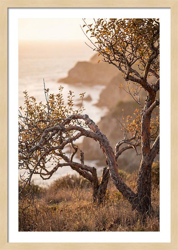 Coastal Orchard Serenity