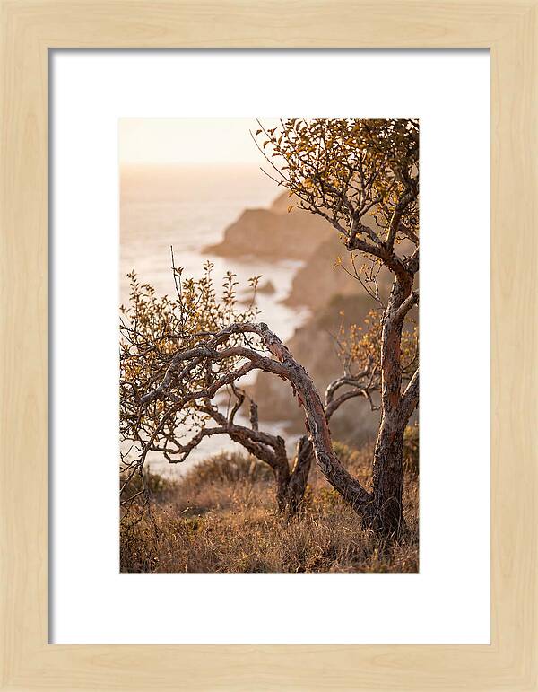Coastal Orchard Serenity