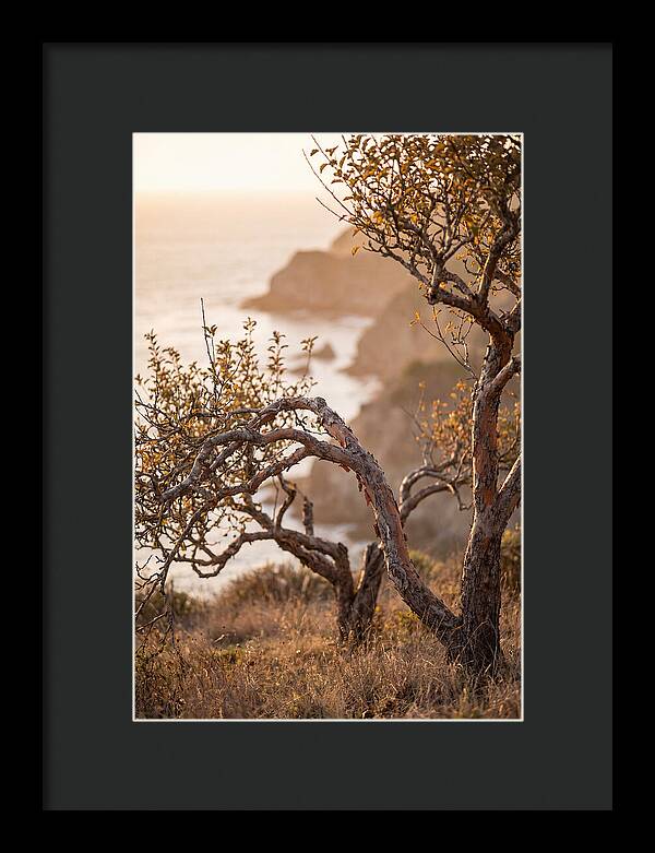 Coastal Orchard Serenity