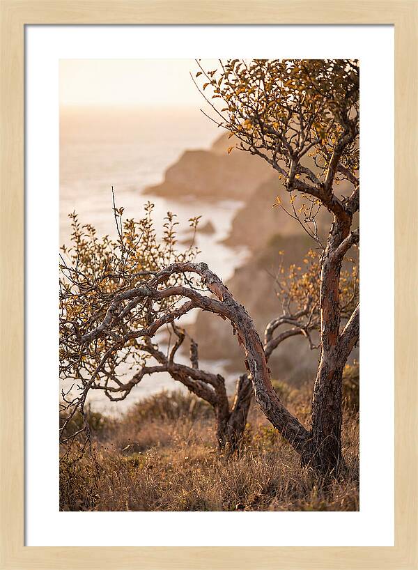Coastal Orchard Serenity