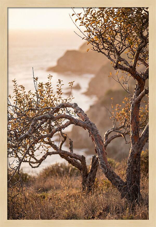 Coastal Orchard Serenity