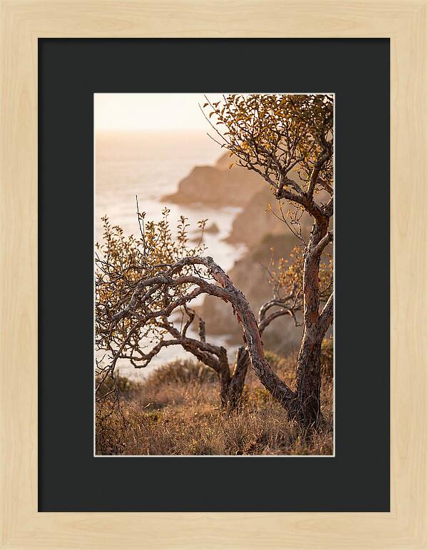Coastal Orchard Serenity