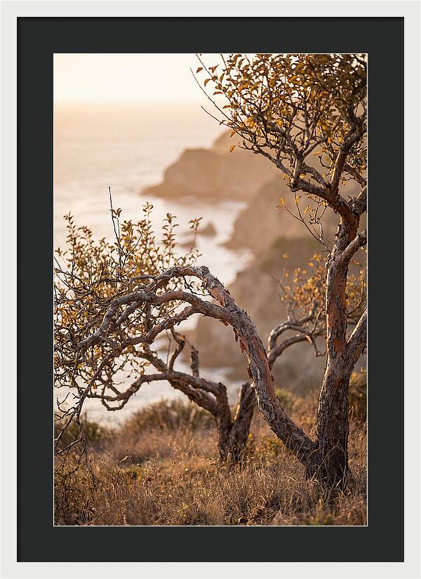Coastal Orchard Serenity