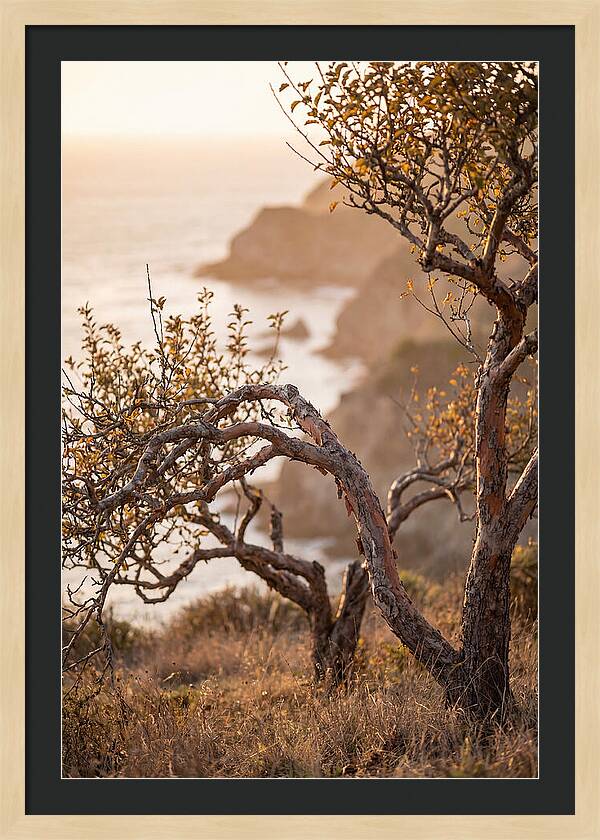 Coastal Orchard Serenity
