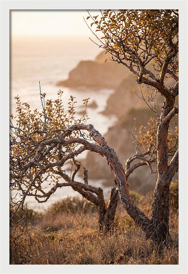 Coastal Orchard Serenity