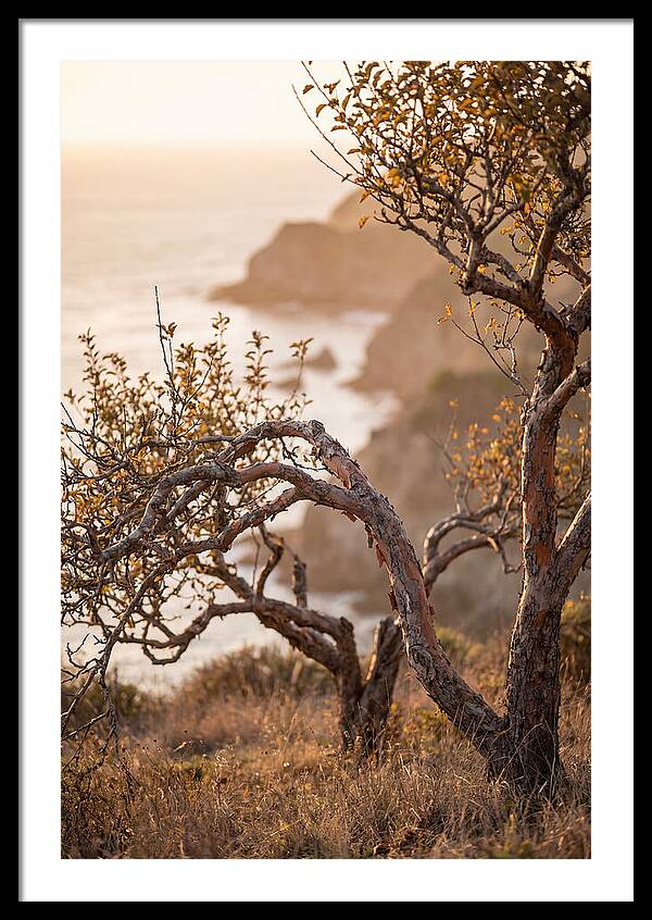 Coastal Orchard Serenity