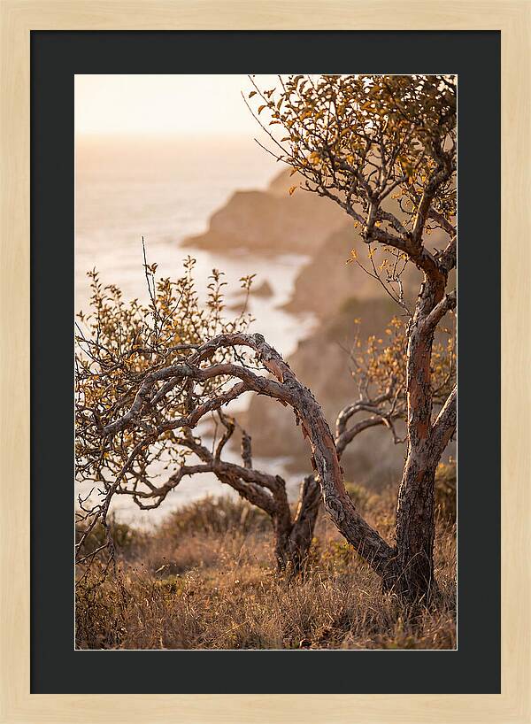 Coastal Orchard Serenity