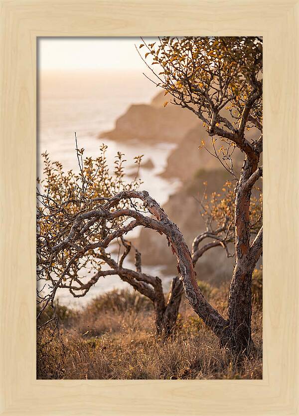 Coastal Orchard Serenity