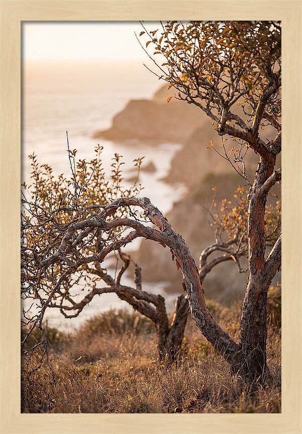 Coastal Orchard Serenity