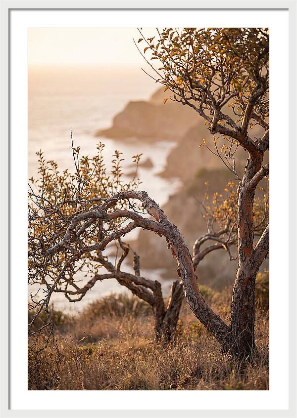 Coastal Orchard Serenity