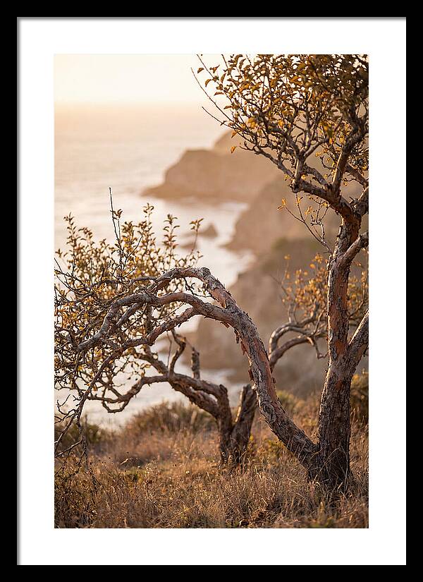 Coastal Orchard Serenity