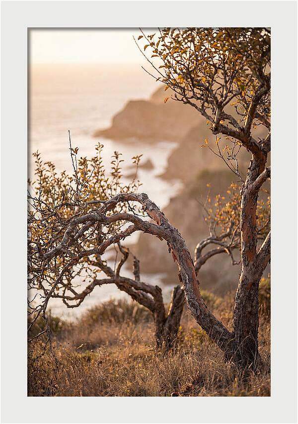 Coastal Orchard Serenity