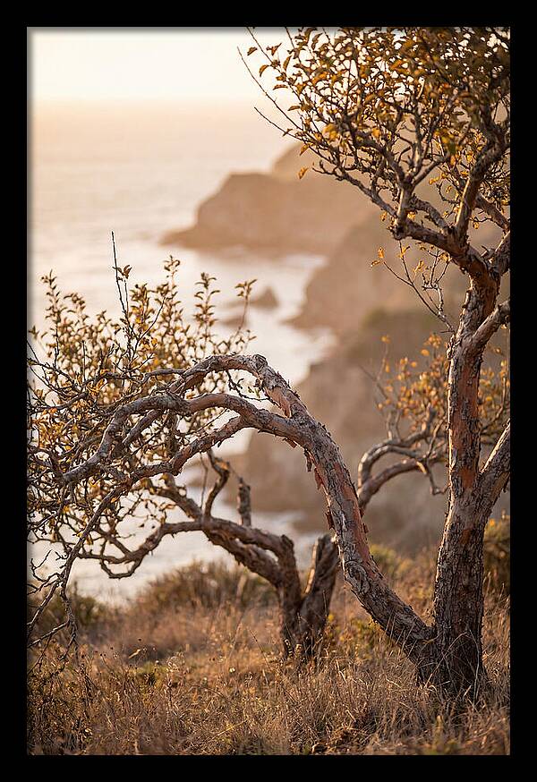 Coastal Orchard Serenity