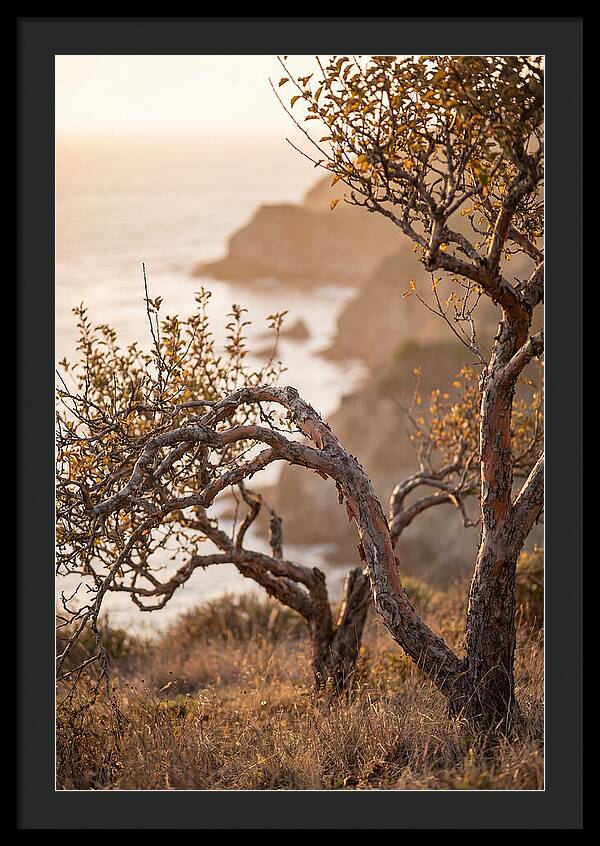 Coastal Orchard Serenity