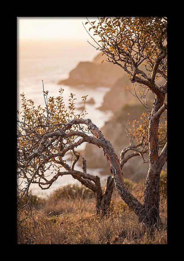 Coastal Orchard Serenity