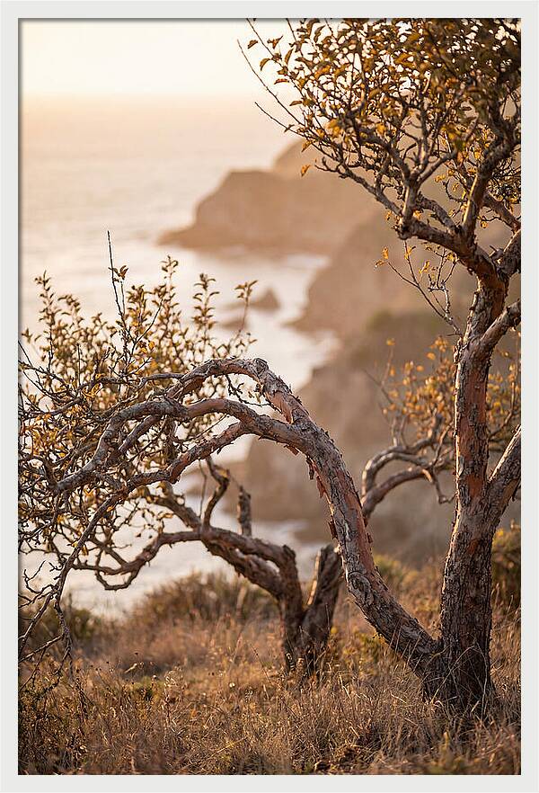 Coastal Orchard Serenity