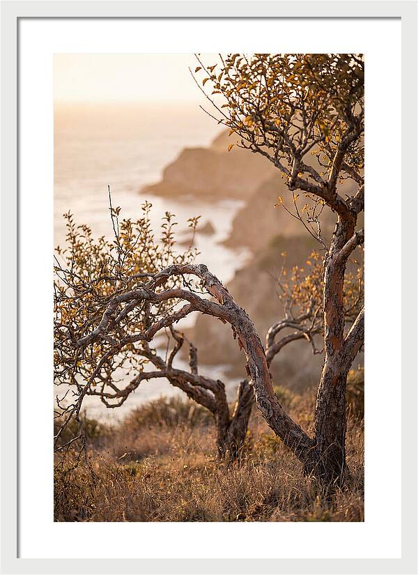 Coastal Orchard Serenity