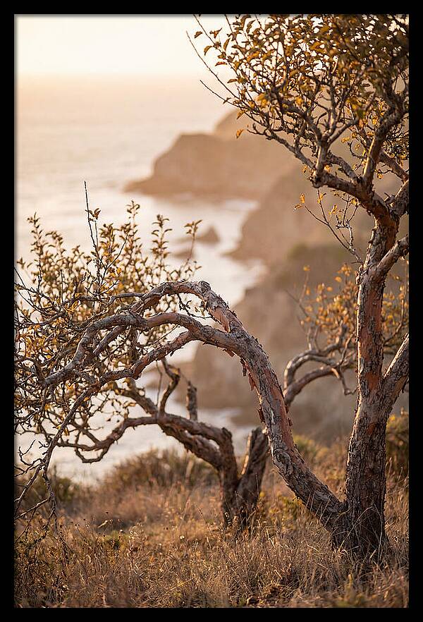 Coastal Orchard Serenity