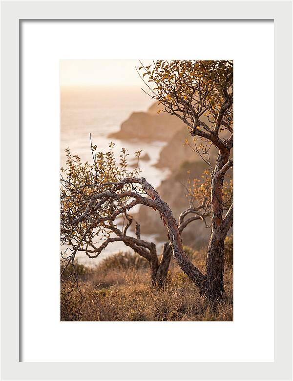 Coastal Orchard Serenity
