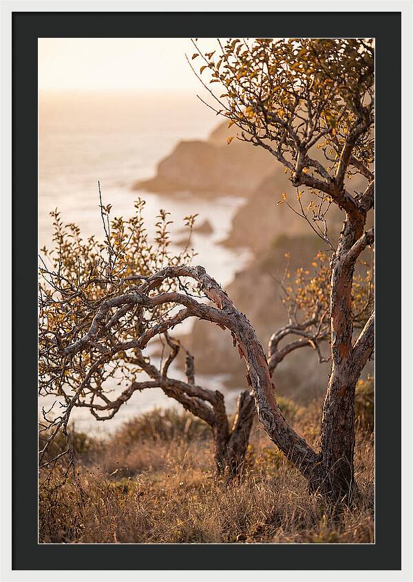 Coastal Orchard Serenity