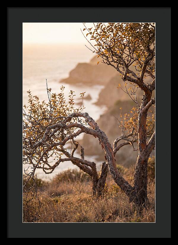 Coastal Orchard Serenity