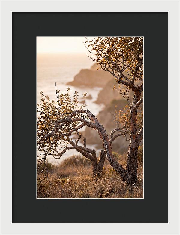 Coastal Orchard Serenity