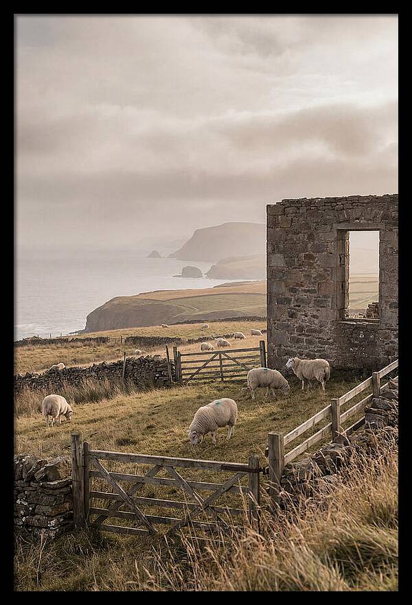 Coastal Serenity With Grazing Sheep