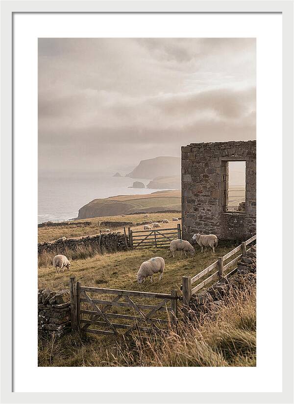Coastal Serenity With Grazing Sheep