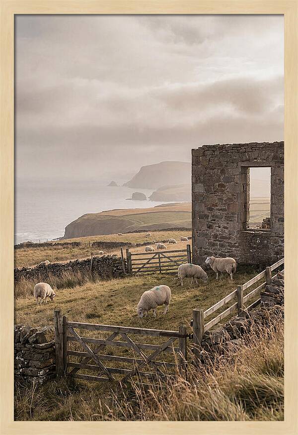 Coastal Serenity With Grazing Sheep