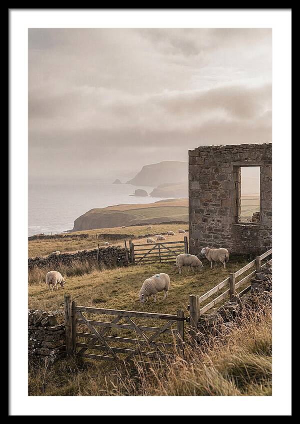 Coastal Serenity With Grazing Sheep