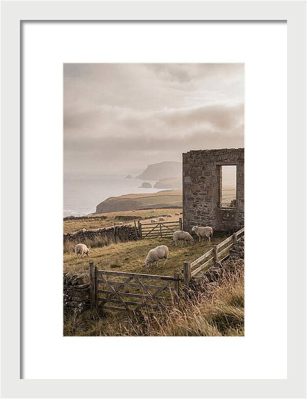 Coastal Serenity With Grazing Sheep